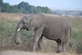 Elephant eating grass in African landscape Royalty Free Stock Photo