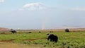Elephant eating grass in Amboseli Park, Kenya