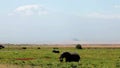 Elephant eating grass in Amboseli Park, Kenya