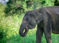 Elephant eating grass close-up shot. standing under the shade