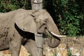 Elephant Eating Grass Near Tree Royalty Free Stock Photo