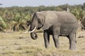 An elephant eating grass in savanna next to a small forest Royalty Free Stock Photo