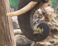 Elephant eating grass Royalty Free Stock Photo