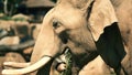 Elephant eating grass slow motion close-up 4K