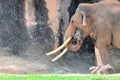 Elephant Eating Hay Royalty Free Stock Photo