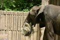 Elephant eating hay at zoo behind a wooden fence Royalty Free Stock Photo