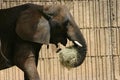 Elephant eating hay at the zoo behind a wooden fence Royalty Free Stock Photo