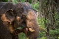 Elephant eating in the Jungle. Thailand, South East Asia. Royalty Free Stock Photo