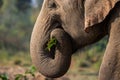 Elephant Eating Leaves Royalty Free Stock Photo