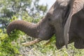 Elephant eating leaves in Kruger Park Royalty Free Stock Photo