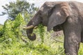 Elephant eating leaves in Kruger Park Royalty Free Stock Photo