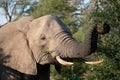 Elephant eating leaves at the Sabi Sands Game Reserve, South Africa. Royalty Free Stock Photo