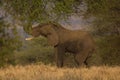 Elephant eating leaves from a tree at dusk