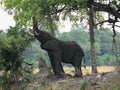 Elephant eating leaves