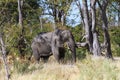Elephant eating Royalty Free Stock Photo