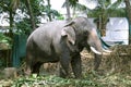 Elephant eating plants