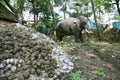 Elephant eating plants