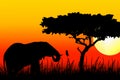 Elephant eating in sunset Royalty Free Stock Photo