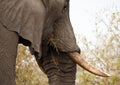 Elephant eating thorn bush Royalty Free Stock Photo