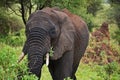 Elephant eating from a tree Royalty Free Stock Photo