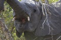 Elephant eating tree branches Royalty Free Stock Photo