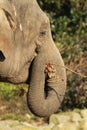 Elephant eating a twig Royalty Free Stock Photo