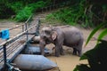 An elephant eating water near the bridge used to cross to the raft