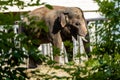 Elephant eats grass in the zoo. Wild predator. Royalty Free Stock Photo