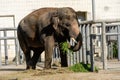 Elephant eats grass in the zoo. Wild predator. Royalty Free Stock Photo