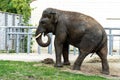 Elephant eats grass in the zoo. Wild predator. Royalty Free Stock Photo