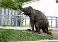 Elephant eats grass in the zoo. Wild predator. Royalty Free Stock Photo