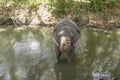 Elephant ejoys bathing in the mud of the river Royalty Free Stock Photo