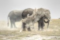 Elephant Elefante Royalty Free Stock Photo