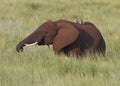 Elephant Elephantidae grazing in a meadow