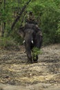 Elephant Elephantidae Largest Land Animal with Big Ivory Tusks with A Mahout - Elephant Rider in Forest