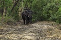 Elephant Elephantidae Largest Land Animal with Big Ivory Tusks with A Mahout - Elephant Rider in Forest