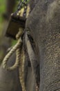 Elephant Elephantidae Largest Land Animal close up of Eye with Hathi Howdah - Carriage in the background