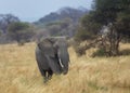 Elephant Elephantidae standing in the grass Royalty Free Stock Photo