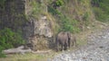Elephant (Elephantidae) walking on a rocky path with its calf