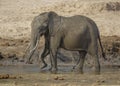 Elephant Elephantidae walking in a stream Royalty Free Stock Photo