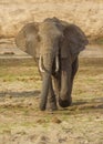 Elephant Elephantidae walking towards the viewer