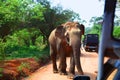 Elephant encounter on road while on safari in Yala National Park