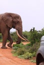 Wild elephant encounter on a safari game drive