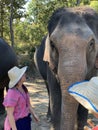Elephant encounters