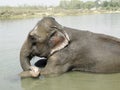 Elephant enjoying in the river Royalty Free Stock Photo