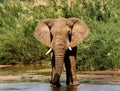 Elephant enjoying some cool water