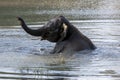 An elephant enjoys a bath in a water hole in Yala National Park near Tissamaharama in Sri Lanka. Royalty Free Stock Photo