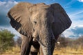 Elephant in ethosa national park