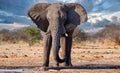 Elephant in ethosa national park Royalty Free Stock Photo