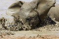 Elephant in ethosa national park Royalty Free Stock Photo